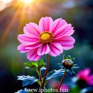 Pink flowers with water droplets glistening in the sunlight, adding a touch of freshness and beauty to the scene