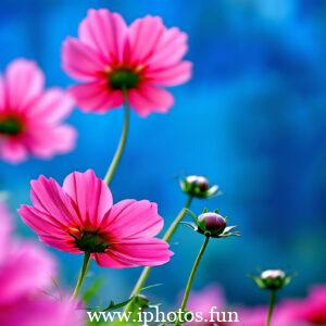 Pink flowers with water droplets glistening in the sunlight, adding a touch of freshness and beauty to the scene