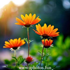 Pink flowers with water droplets glistening in the sunlight, adding a touch of freshness and beauty to the scene