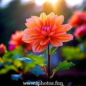 Pink flowers with water droplets glistening in the sunlight, adding a touch of freshness and beauty to the scene