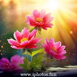 Pink flowers with water droplets glistening in the sunlight, adding a touch of freshness and beauty to the scene