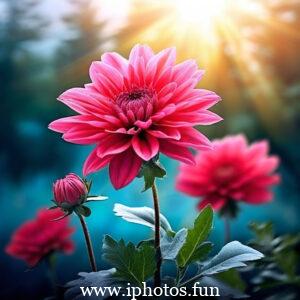 Pink flowers with water droplets glistening in the sunlight, adding a touch of freshness and beauty to the scene