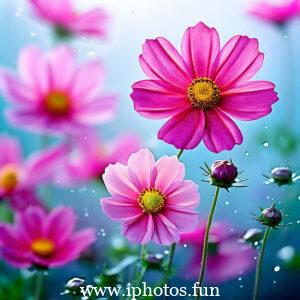 Pink flowers with water droplets glistening in the sunlight, adding a touch of freshness and beauty to the scene