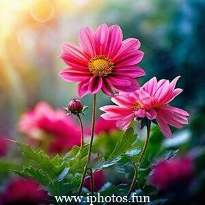 Pink flowers with water droplets glistening in the sunlight, adding a touch of freshness and beauty to the scene