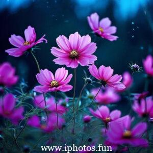 Pink flowers with water droplets glistening in the sunlight, adding a touch of freshness and beauty to the scene